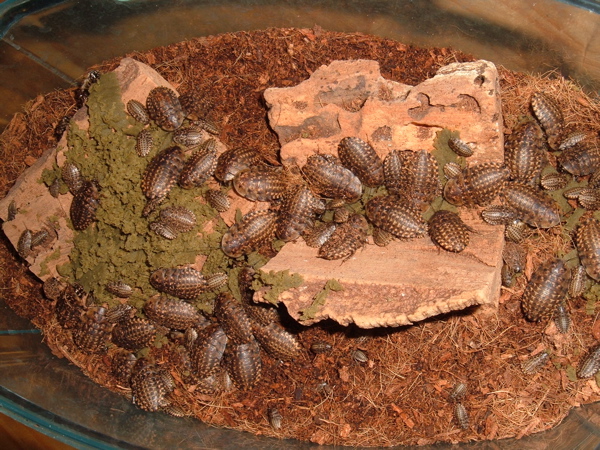 False Death's Head Roaches