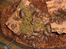 False Death's Head Roaches (2)