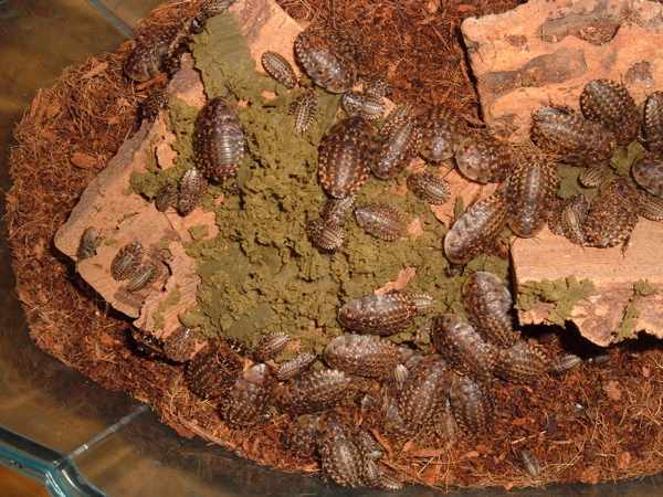 False Death's Head Roaches (2)