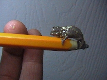 R. brevicaudatus on pencil
