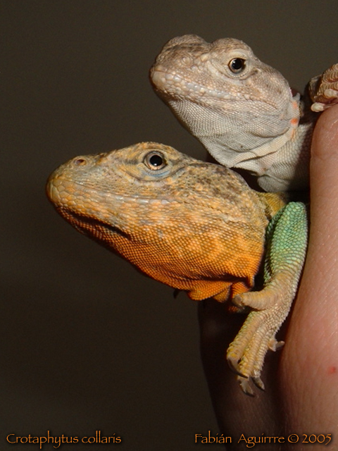 Oklahoma Collared Lizards (Pair)