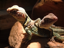 2 Basking C. collaris