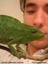 Usambara Three Horned Chameleon