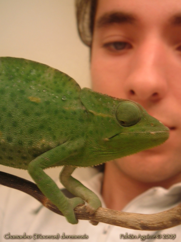 Usambara Three Horned Chameleon
