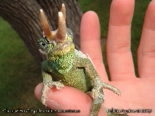 Male Mt. Meru Jackson's Chameleon Shedding