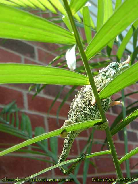 Female Mt. Meru Jackson's Chameleon