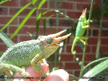 Male Mt. Meru Jackson's Chameleons Displaying