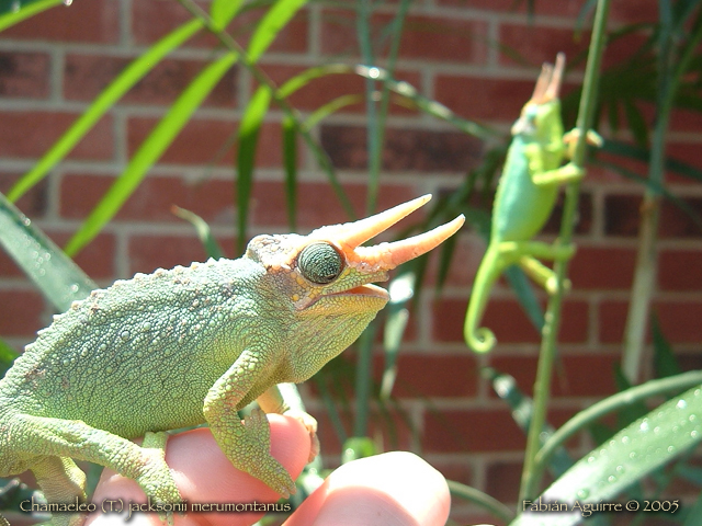 Male Mt. Meru Jackson's Chameleons Displaying