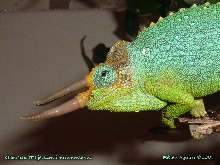 Male Mt. Meru Jackson's Chameleon Shower