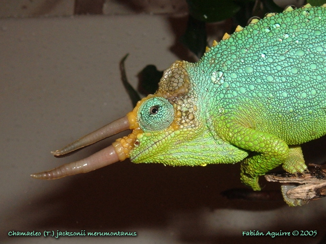 Male Mt. Meru Jackson's Chameleon Shower