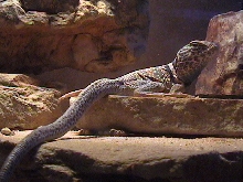Crotaphytus bicinctores