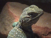 Crotaphytus collaris