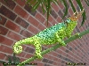 Male Mt. Meru Jackson's Chameleon
