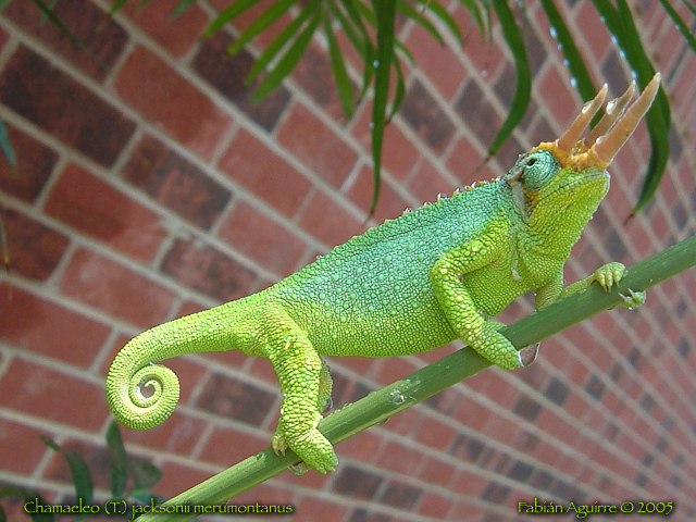 Male Mt. Meru Jackson's Chameleon