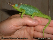 Male Mt. Meru Jackson's Chameleon After The Rain