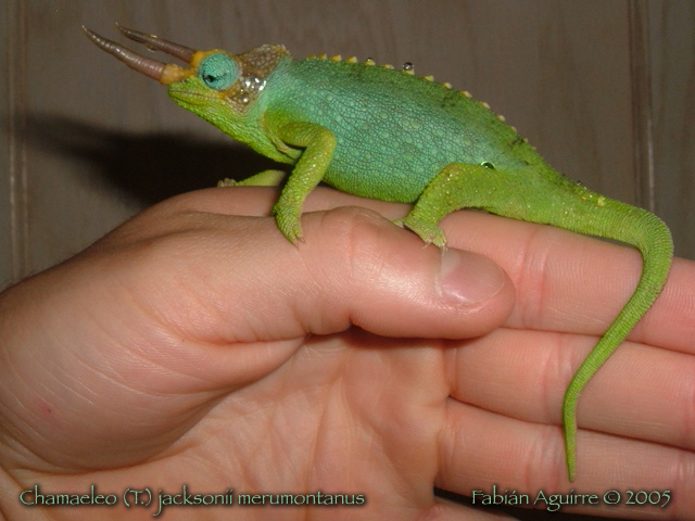 Male Mt. Meru Jackson's Chameleon After The Rain