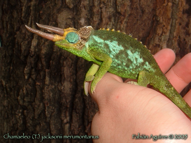 Male Mt. Meru Jackson's Chameleon After The Rain