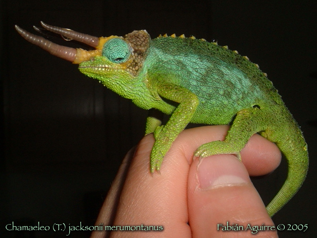 Male Mt. Meru Jackson's Chameleon After The Rain (2)