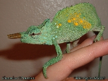 Mountain Chameleon in Acclimation