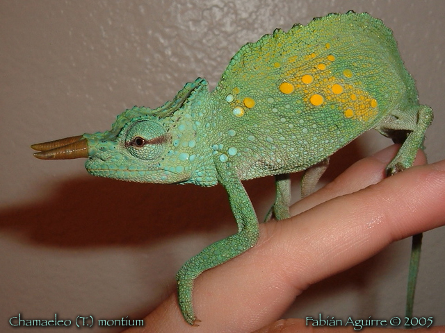 Mountain Chameleon in Acclimation