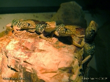 Group of Neonate Collared Lizards