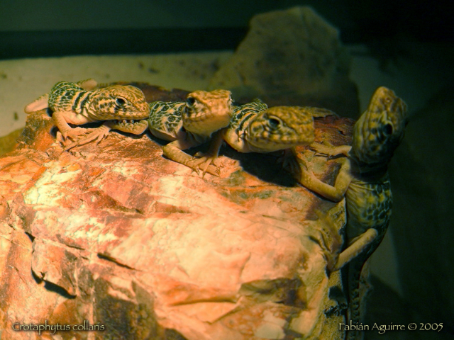 Group of Neonate Collared Lizards