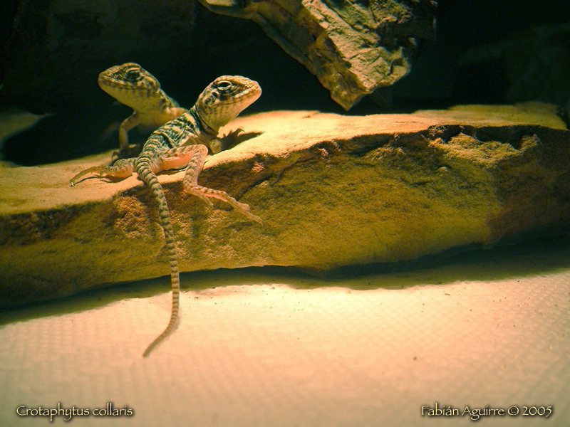 Neonate Collared Lizards (2)