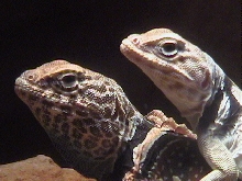 Crotaphytus bicintores (pair)