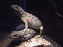 Gambelia wislizenii
