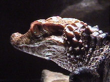 Paleosuchus palpebrosus