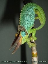Male Mt. Meru Jackson's Chameleon 001