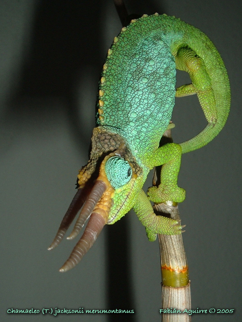 Male Mt. Meru Jackson's Chameleon 001