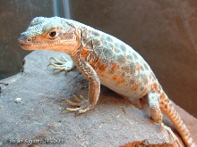 G. wislizenii