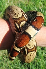 nice wristband, huh?