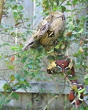 My Peruvian red-tail