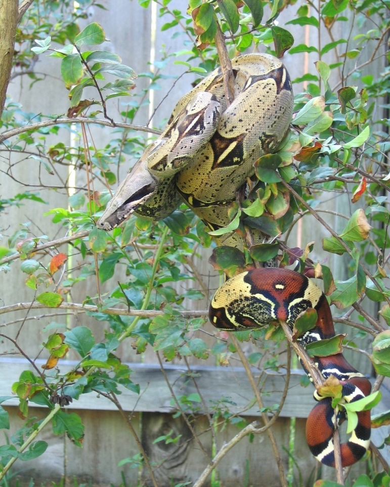 My Peruvian red-tail