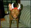 Little Devil