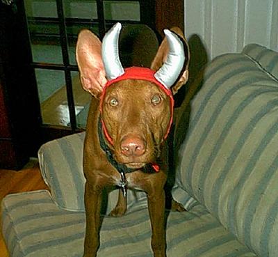 Little Devil