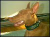 Finn's new collar