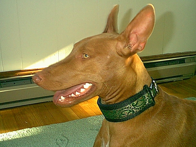 Finn's new collar