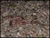 what kind of snake is this?