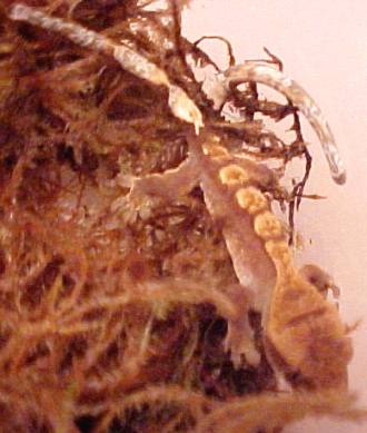 3 Stones