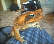 giant toad from suriname