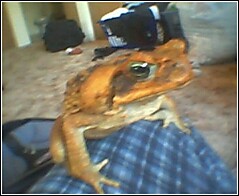 giant toad from suriname
