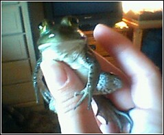 baby bullfrog