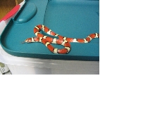 coastal plains milksnake