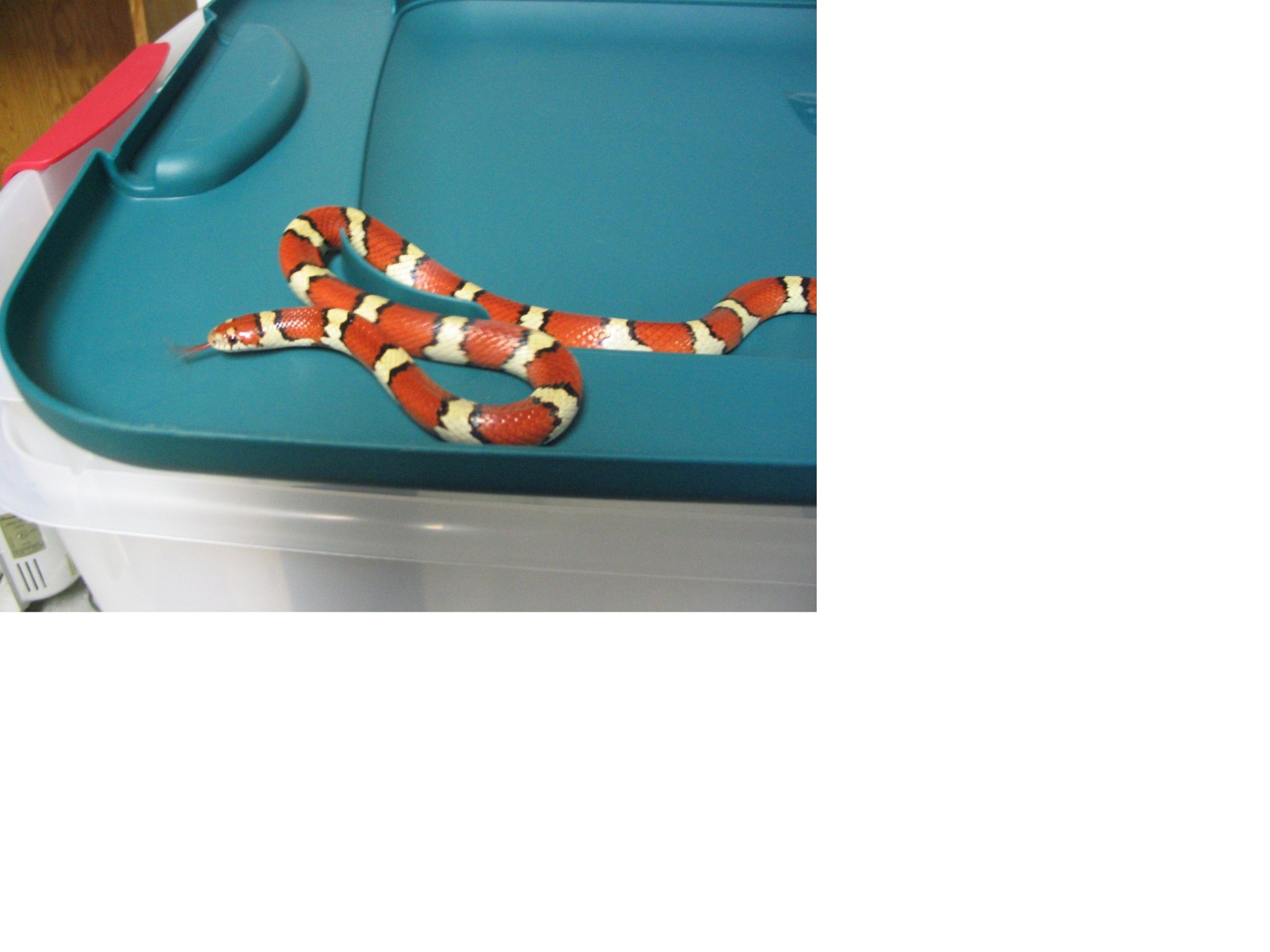 coastal plains milksnake