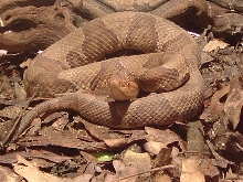 Northern Copperhead