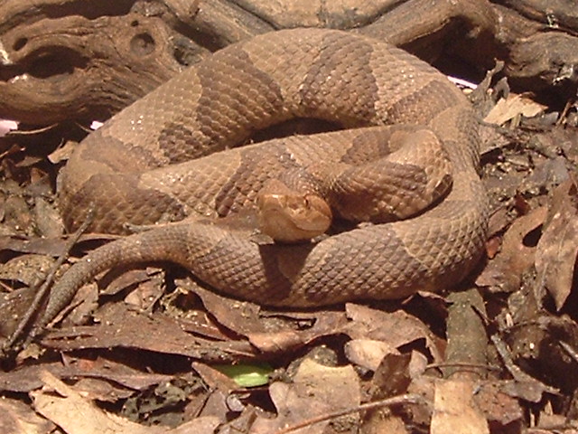 Northern Copperhead