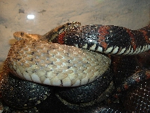 Water Snakes